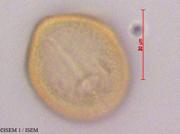 ISEM 1/Dodonaea_viscosa_28280/Dodonaea_viscosa_28280_0003(copy).jpg